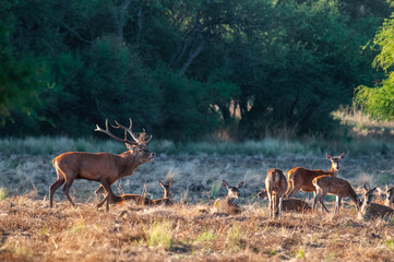 Red deer, Male roaring in La Pampa, Argentina, Parque Luro, Nature Reserve