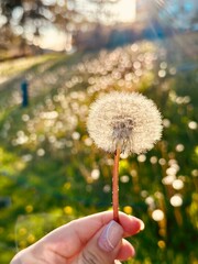 Fototapeta premium Close-Up of Dandelion Seed Head in Sunlight