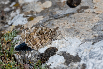 Satyridae / Cadı / Hermit / Chazara briseis
