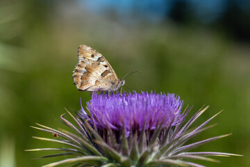 Satyridae / Cadı / Hermit / Chazara briseis