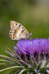 Satyridae / Cadı / Hermit / Chazara briseis