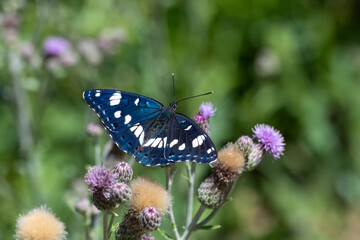 Nymphalidae / Akdeniz Hanımeli Kelebeği / Southern White Admiral / Limenitis reducta