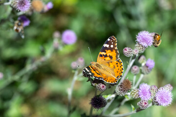 butterfly on flower