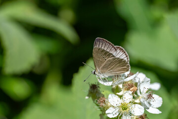 butterfly on a flower