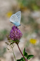 Obraz premium Lycaenidae / Çokgözlü Dafnis / Meleager's Blue / Polyommatus daphnis