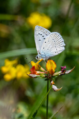 Lycaenidae / Çokgözlü Dafnis / Meleager's Blue / Polyommatus daphnis