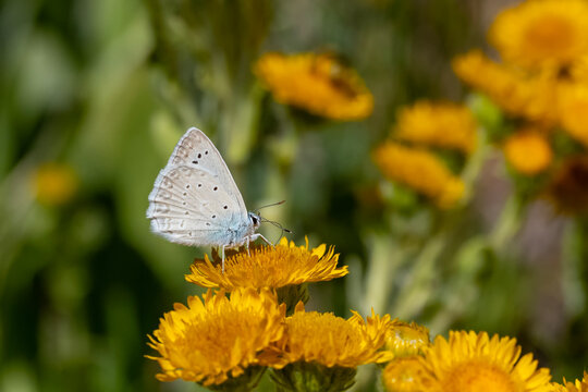 Lycaenidae / &Ccedil;okg&ouml;zl&uuml; Dafnis / Meleager's Blue / Polyommatus daphnis