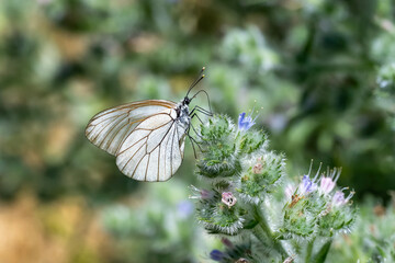 Pieridae / Alıç Kelebeği / Black-veined White / Aporia crataegi