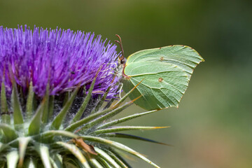 Pieridae / Orakkanat / Brimstone / Gonepteryx rhamni