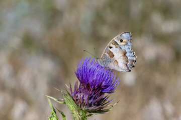 Satyridae / Cadı / Hermit / Chazara briseis
