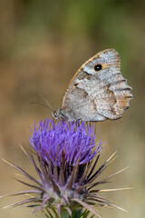 Fototapeta premium Satyridae / Cadı / Hermit / Chazara briseis