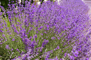 Lush bush of blooming violet lavender flowers in the garden in sunny day