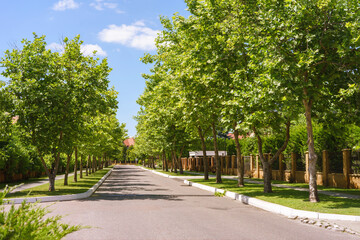 Suburban street and walkway full of green trees along the road in summer sunny day