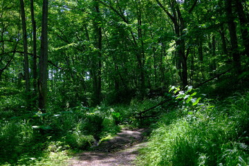 Fototapeta premium 森