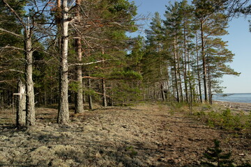 white moss in a pine forest