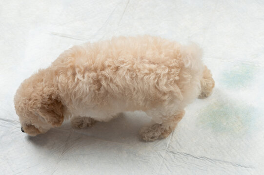 Poodle dog smell toilet mat