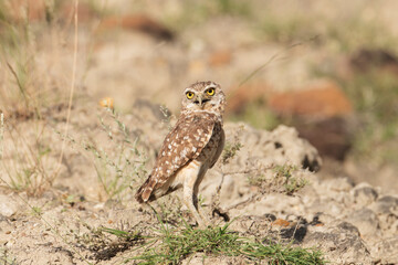 Burrowing owl in the tatacoa desert colombia