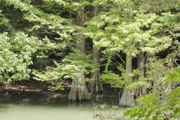 Obraz premium 篠栗九大の森でリフレッシュ