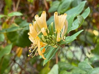 White yellow Lonicera japonica Caprifolium 