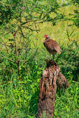 Gray-breasted Spurfowl Perching on Tree Stump