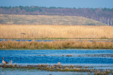 wild goose in nature reserve Karsiborska Kempa, near Swinoujscie. Poland