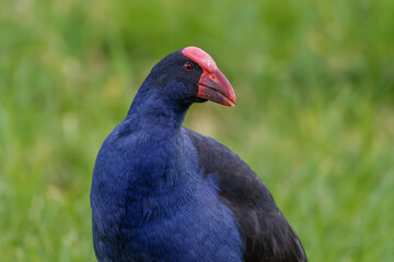 Portrait of an Australasian swamphen 
