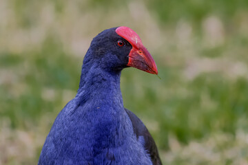Close up of an Australasian swamphen 