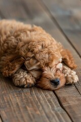 poodle puppy sleeping on the bed Generative AI