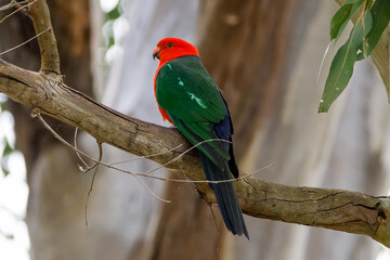 Australian king parrot