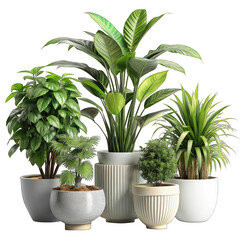 Obraz premium Plants Isolated on transparent background