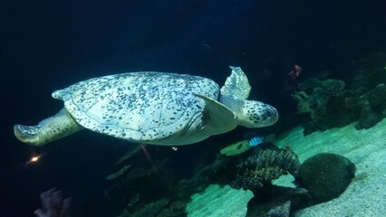 Obraz premium green sea turtle