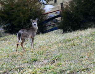 Deer Grazes in a Field Near Kingsport