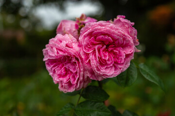Close Up exposure of a Pink Roses covered in Dew, in a public garden in Christchurch, New Zealand