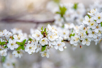 Cherry blossom branch in the garden in spring
