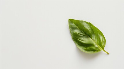Obraz premium Single Green Basil Leaf on White Background