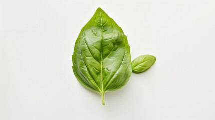 Fresh Green Basil Leaf on White Background