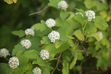 close up of pink flowers