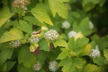 white bush with flowers