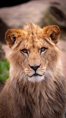 male Barbary Lion cup, Hannover Zoo
