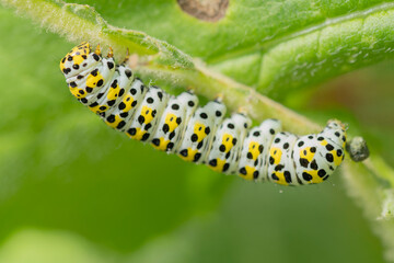 yellow caterpillar on a leaf