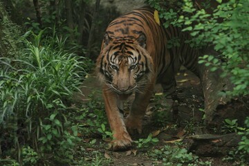 A Sumatran tiger wanders around the area during the day