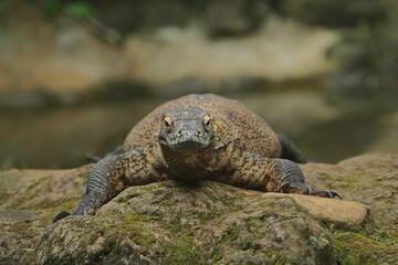 a komodo dragon basking on a rock while looking at the camera