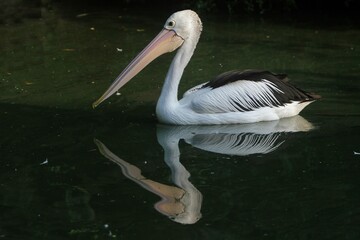 a pelican swimming peacefully alone in the morning