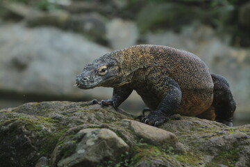 A komodo dragon crawls on the rocks watching the surroundings during the day