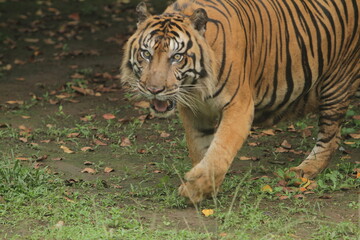 A Sumatran tiger wanders around the area during the day