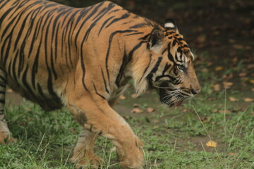 A Sumatran tiger wanders around the area during the day