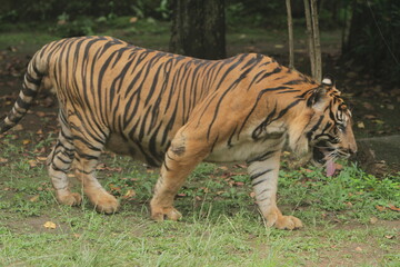 A Sumatran tiger wanders around the area during the day