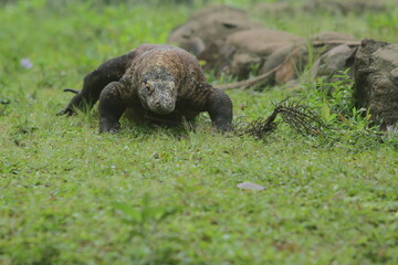 a komodo dragon roaming the grass in the morning