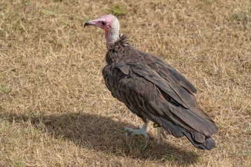 vulture