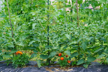 ミニトマトとマリーゴールドの混植。コンパニオンプランツのマリーゴールド